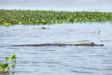 Wall Mural - Dark alligator (Caiman yacare) in Esteros del Ibera, Argentina.