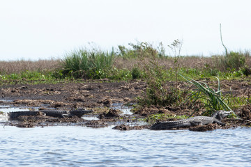 Wall Mural - Dark alligators (Caiman yacare) in Esteros del Ibera, Argentina.