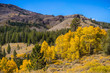 Colorful aspen trees on a sunny day; Eastern Sierra mountains, California