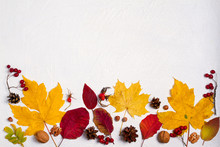 Autumn Leaves, Berries And Nuts On White Background With Copy Space. Mockup For Seasonal Holiday Postcard. View From Above, Top