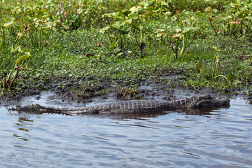 Wall Mural - Dark alligator (Caiman yacare) in Esteros del Ibera, Argentina.