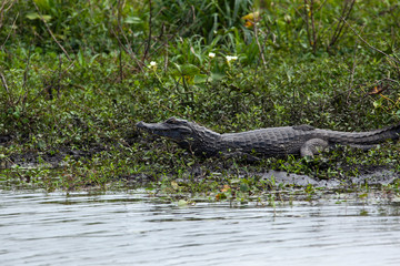 Wall Mural - Dark alligator (Caiman yacare) in Esteros del Ibera, Argentina.