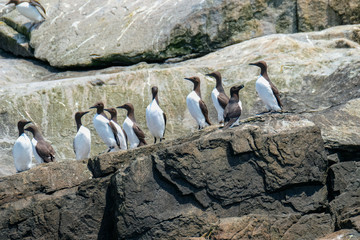 Wall Mural - Razorbill Auks, Machias Seal Island	