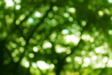 Green tree bokeh abstract light background