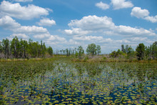 Okefenokee Swamp In Southern Georgia 1