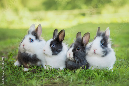 Fotomural Four little rabbits sitting on the lawn in summer