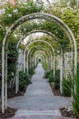 Garden Tunnel of Roses. Roses hanging over arched pergolas in Northern California.