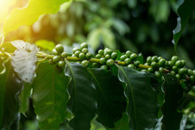 Green Arabica Coffee Fruits On Tree Close Up Short And Take Under Lighting Sceen, Image Present Agriculture Feel And Can Useful In Document In Seminar Or  Organic Product Package Background