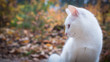Beautiful white cat for a walk in the autumn forest.