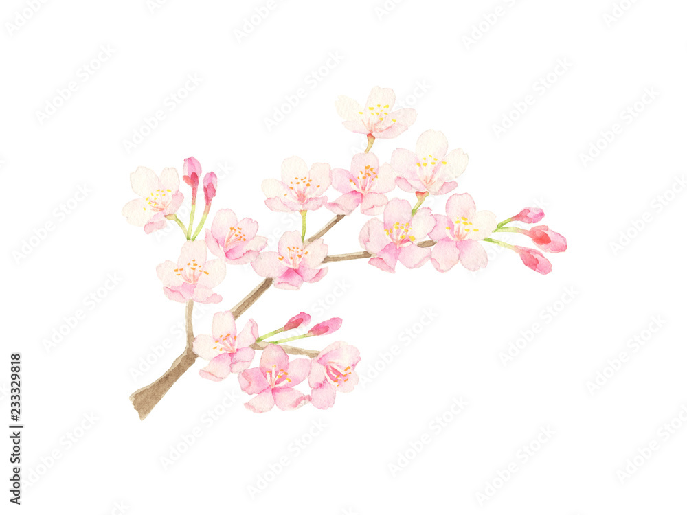 桜 水彩イラスト Do Salonu Fototapety 桜 水彩イラスト Do Salonu Fototapety