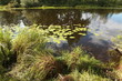Leaves of lilies on the water. Photo swamp. Russia. Yellow lilies on the water.