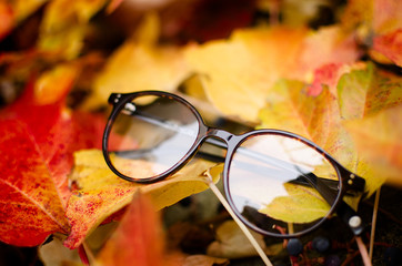 Rounded eyeglasses on autumn leaves