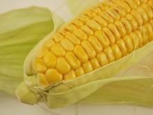 Ripe Yellow Corn On A White Background