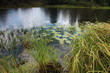 Leaves of lilies on the water. Photo swamp. Russia. Yellow lilies on the water.
