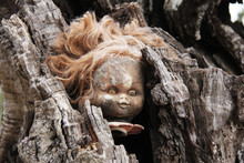 A Terrifying Burnt Doll Head Inside A Tree Trunk