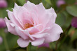 Soft focus of Pink rose