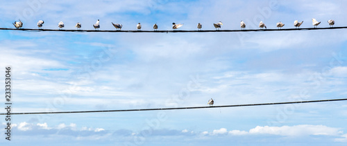 Cuadros en Lienzo Individuality symbol, think out of the box, independent thinker concept or individuality as a group of pigeon birds on a wire with one individual in the opposite direction as a business icon