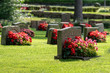 Grave stones with beautiful red and pink flowers in bright sunshine