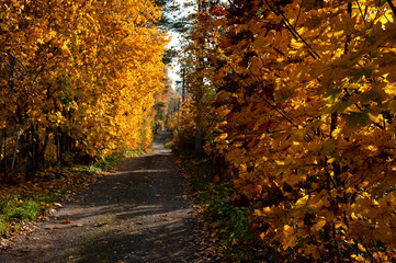 Wall Mural - old soil road in the forest in autumn