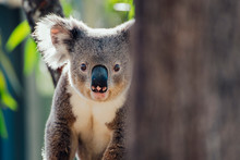 Portrait Of Koala In Forest