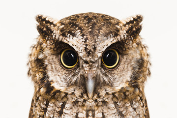 Owl face in high resolution, owl isolated.