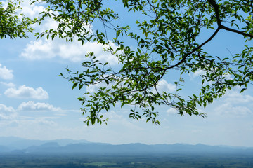 Canvas Print - Green leaves on branch