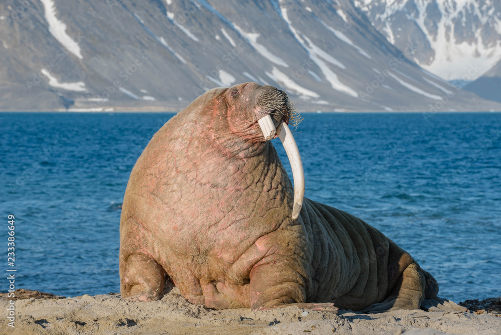 The Walrus Is A Marine Mammal The Only Modern Species Of The Walrus the-walrus-is-a-marine-mammal-the-only-modern-species-of-the-walrus
