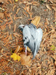 Tote Taube Vogel ohne Kopf