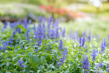 Blue Salvia In Garden.