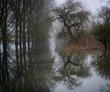 Foggy river with tree mirroring in the water