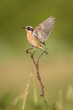 The whinchat, saxicola rubetra is sitting and posing with opened wings, next to his nest, somewhere in the grass, green background, typical environment for the nesting, golden light, Czech Republic
