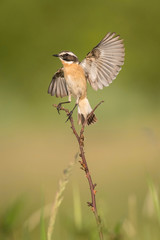 Wall Mural - The whinchat, saxicola rubetra is sitting and posing with opened wings, next to his nest, somewhere in the grass, green background, typical environment for the nesting, golden light, Czech Republic