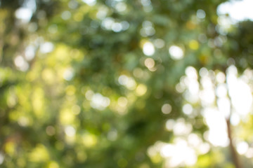 Wall Mural - natural green blurred abstract for background