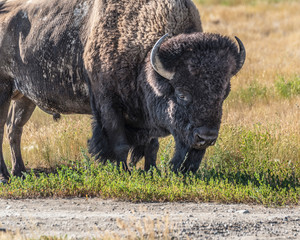 Wall Mural - Bison in Grasslands National Park