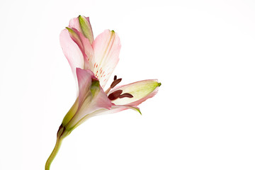 pink lily isolated on white background