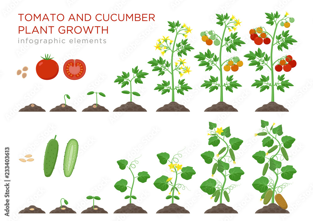 Tomato and cucumber plants growth stages infographic elements in flat design. Planting process from seeds sprout to ripe vegetable, plant life cycle isolated on white background vector illustration. - obrazy, fototapety, plakaty 
