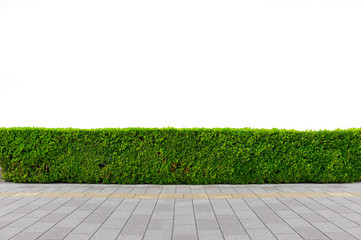 Green hedge or Green Leaves Wall on isolated