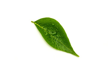 Wall Mural - green leaves with drops water isolated on a white background.