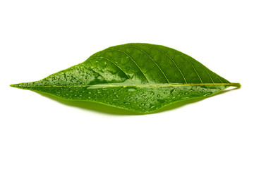 Wall Mural - green leaves with drops water isolated on a white background.