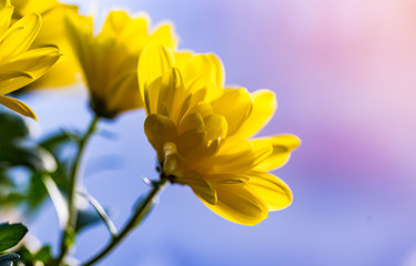 Wall Mural - bright crisp yellow daisy flowers 