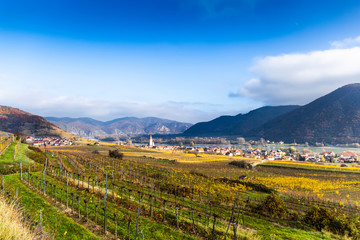 Weissenkirchen. Wachau valley. Lower Austria. Autumn colored leaves and vineyards on a sunny day.