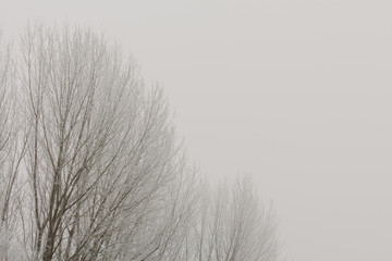  Top of the trees in cold foggy winter