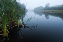 Fog Reeds And Marsh