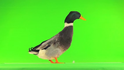 Wall Mural - grey duck quack on a green screen