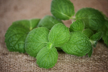 Fresh mint tea leaves.