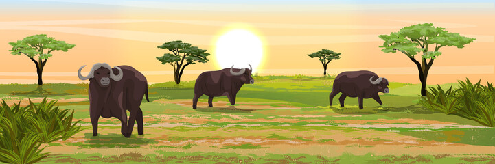 a herd of african black buffalo in the savannah. grass and acacia trees. realistic vector landscape.
