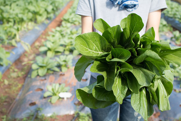 young woman holding  freshly harvested vegetables in her garden