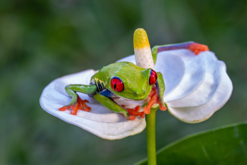 Red-eyed Tree Frog, Agalychnis callidryas, sitting on the green leave in tropical forest in Costa Rica.