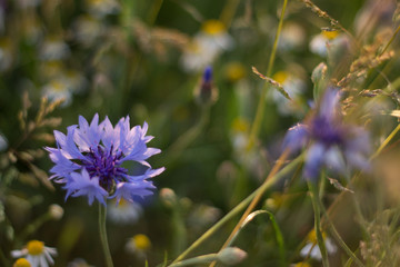 blue flowers cornflowers bloom in the field in the summer