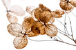 © Vera Kuttelvaserova - dry flowers close up in the detail isolated on a white background